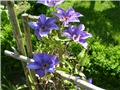 clematis